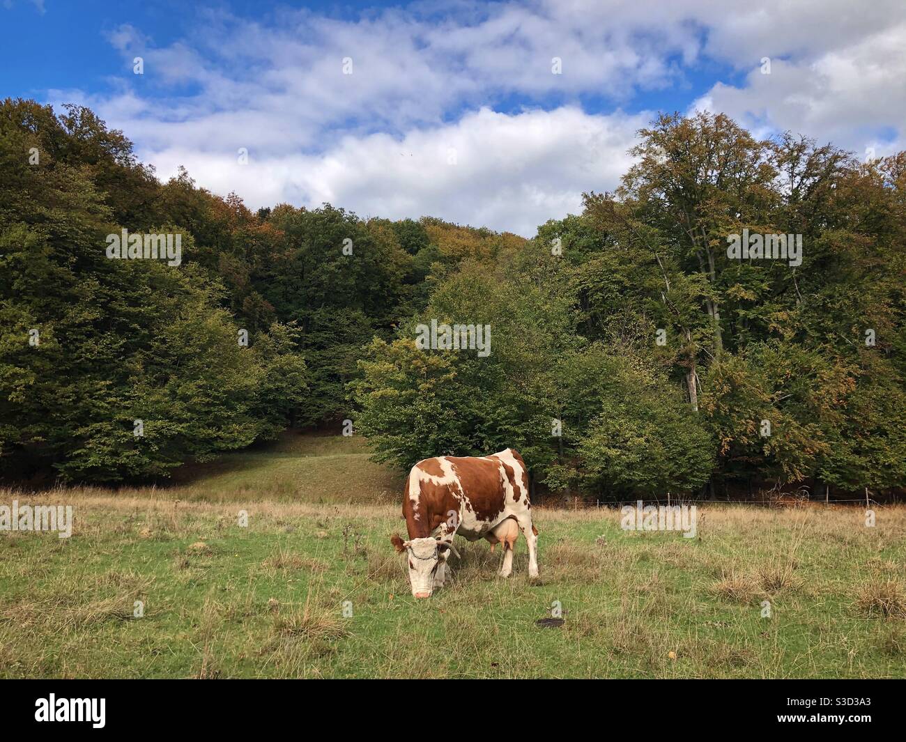 Cow grazing in autumn - Smartphone Captured Stock Image