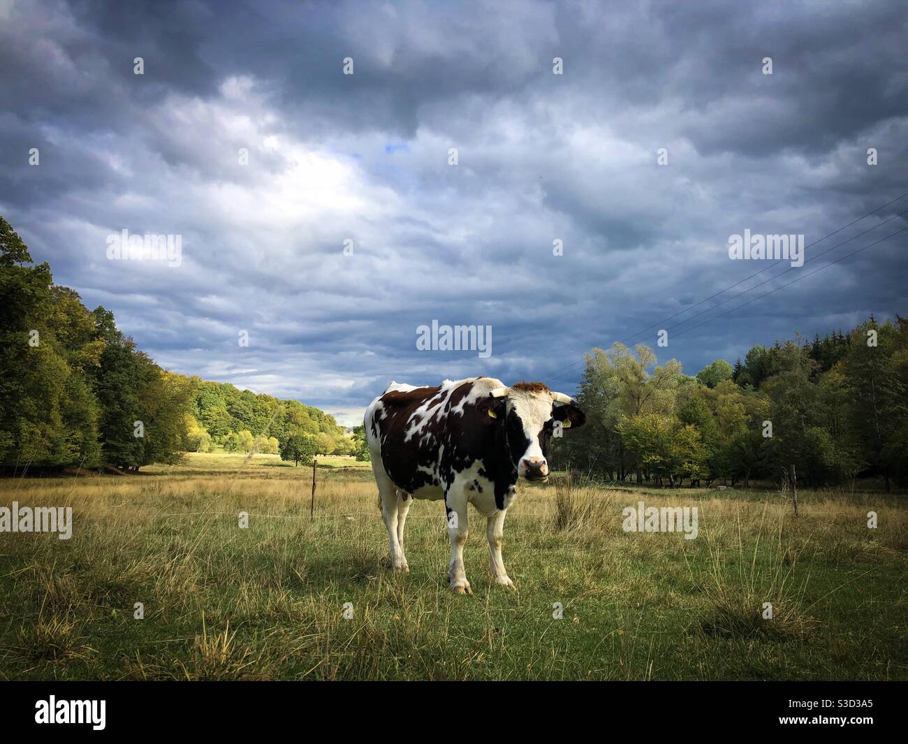Cow grazing on a cloudy day - Smartphone Captured Stock Image