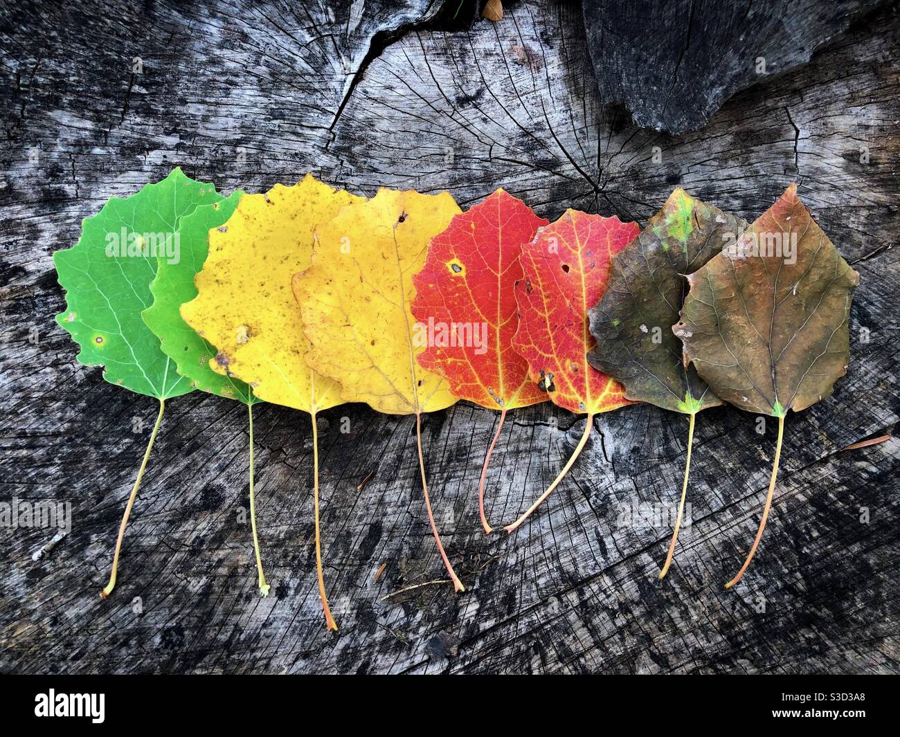 Flat lay of colorful autumn leaves on rustic wooden table - Smartphone Captured Stock Image