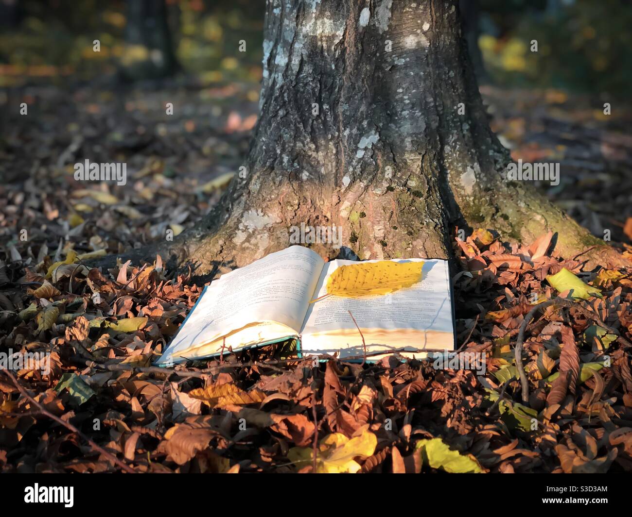 Open book on brown autumn leaves fallen on the ground - Smartphone Captured Stock Image