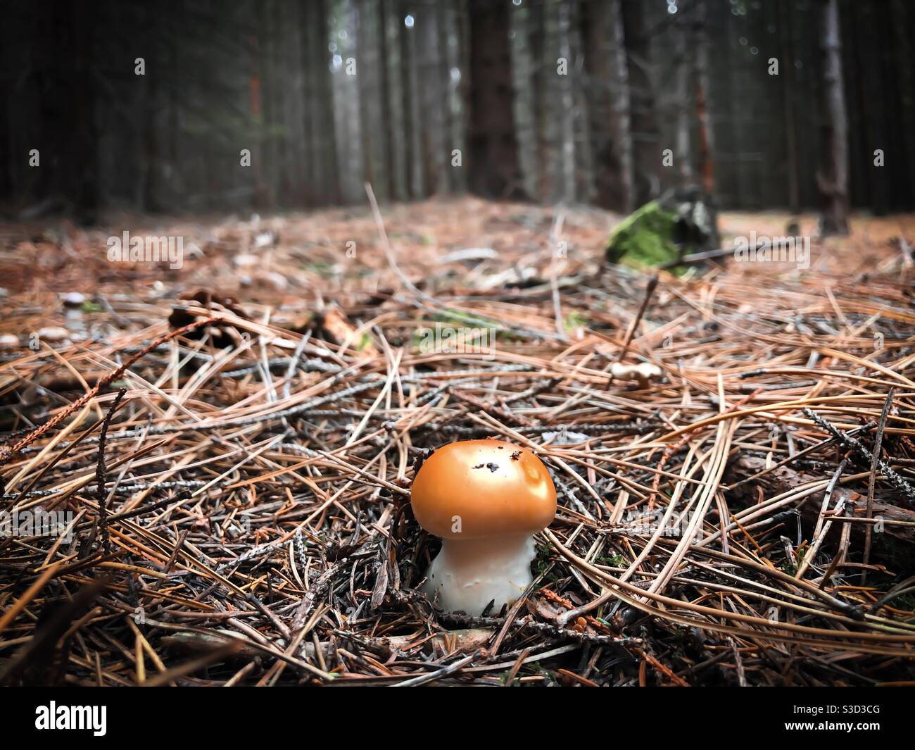 Tiny mushroom in the forest Stock Photo
