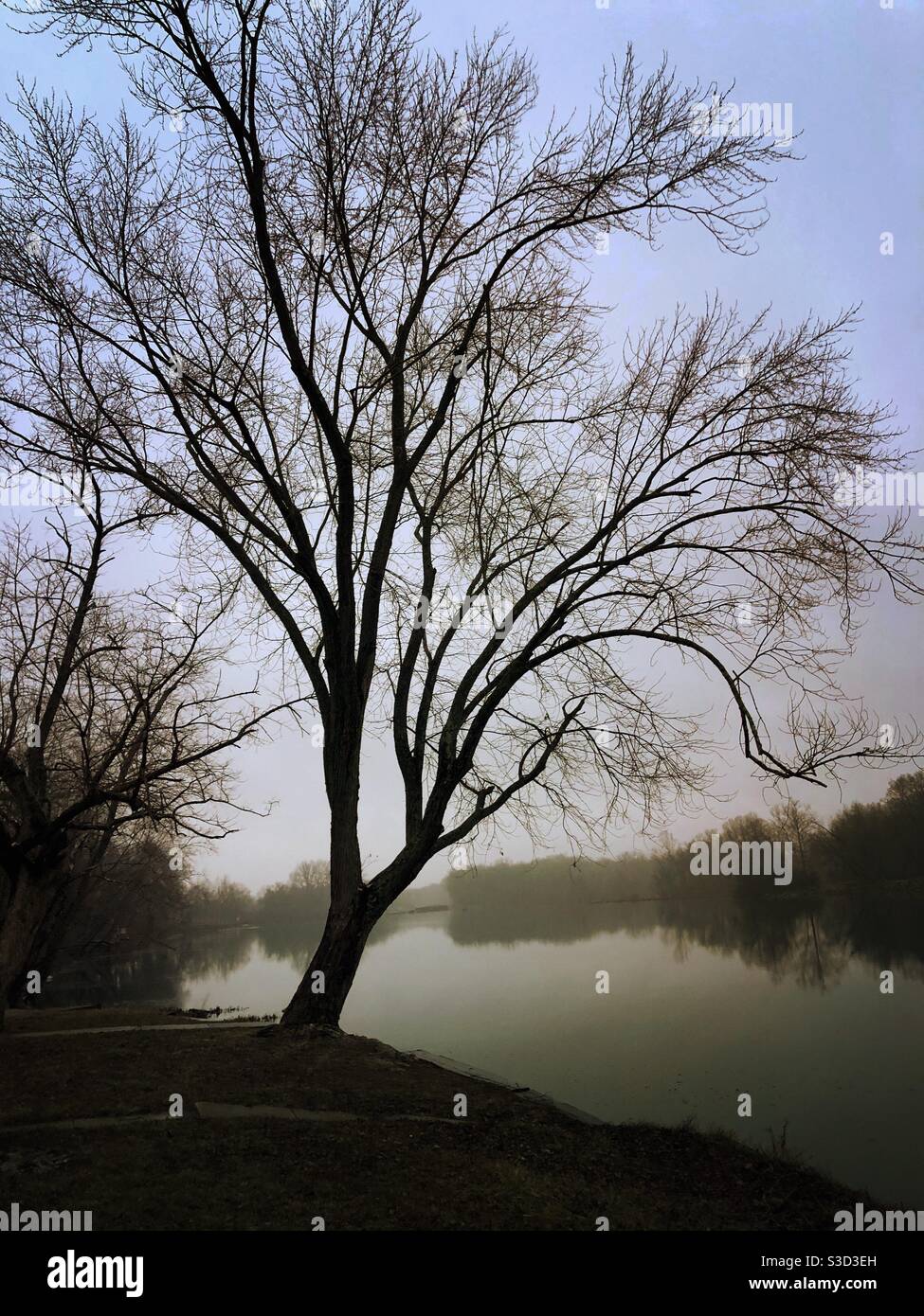 A tree leaning over a river. Stock Photo