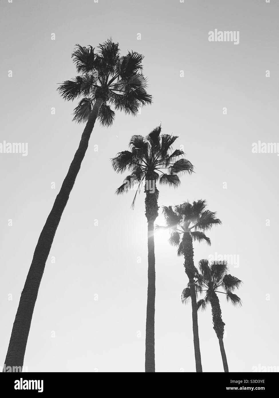 Black and white image of four tall palm trees and a sunny sky. - Smartphone Captured Stock Image
