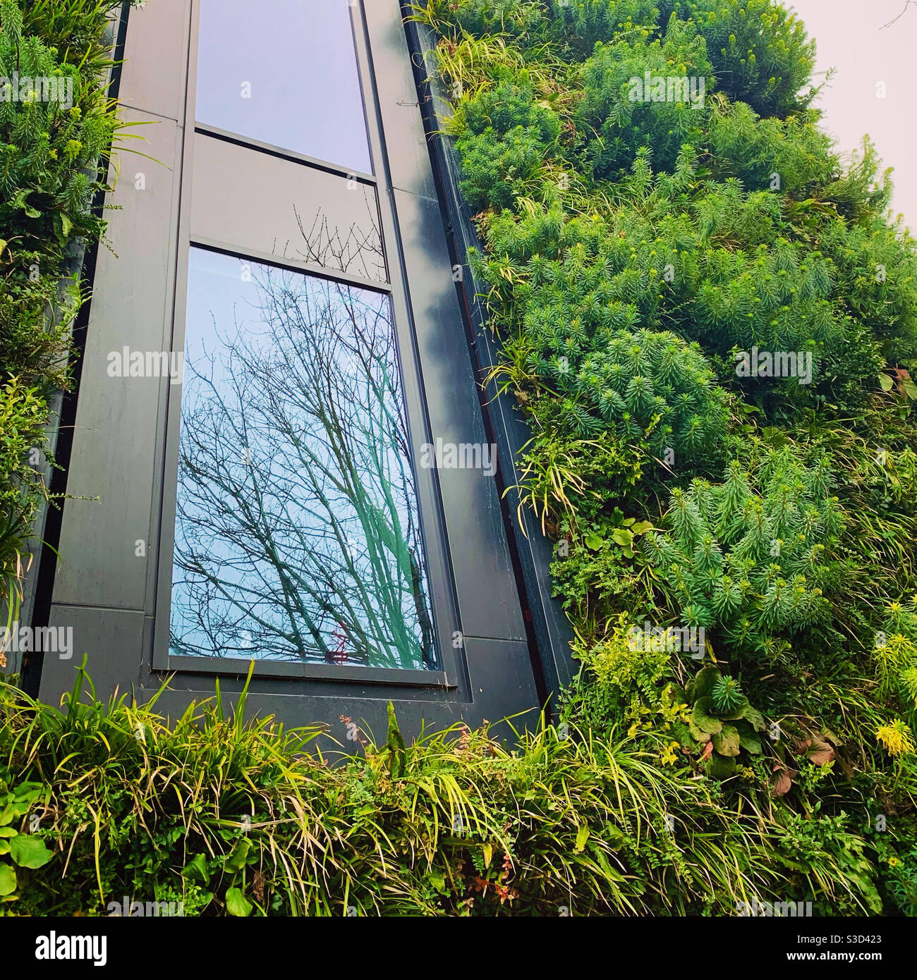 Green Wall Architecture - Smartphone Captured Stock Image