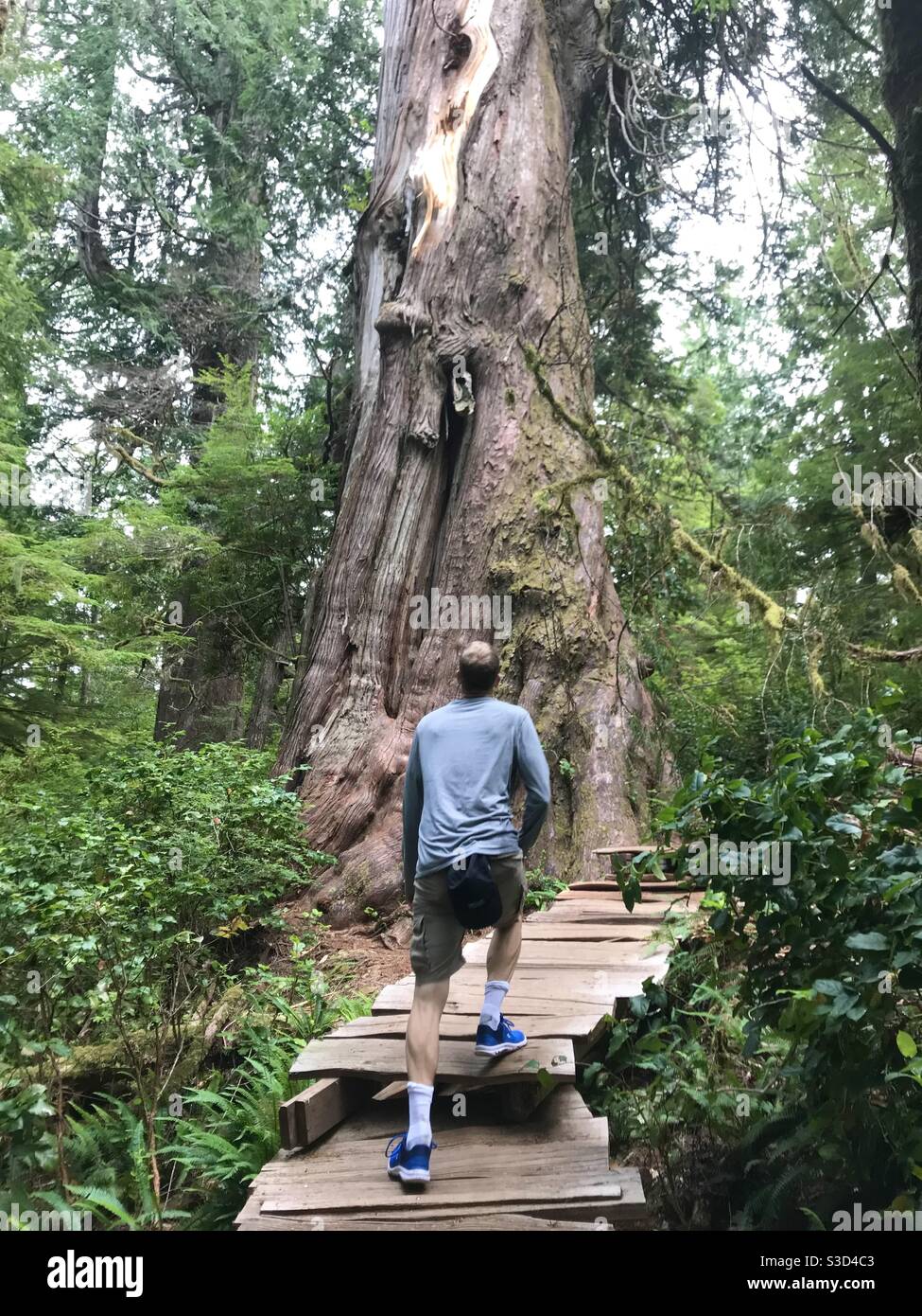 Man looks up at old growth cedar on forest path Meares Island Tofino BC Canada Stock Photo