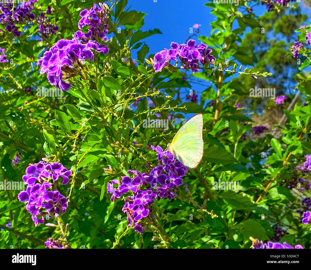 Lemon Migrant butterfly on purple and white trimmed Geisha Girl flowers, Duranta repens surrounded by leafy green foliage Stock Photo