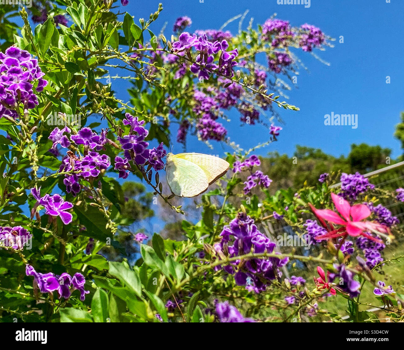 Lemon Migrant butterfly - Smartphone Captured Stock Image