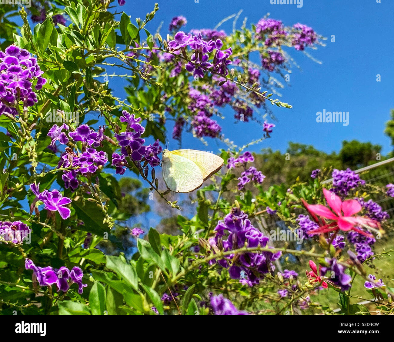 Lemon Migrant butterfly Stock Photo
