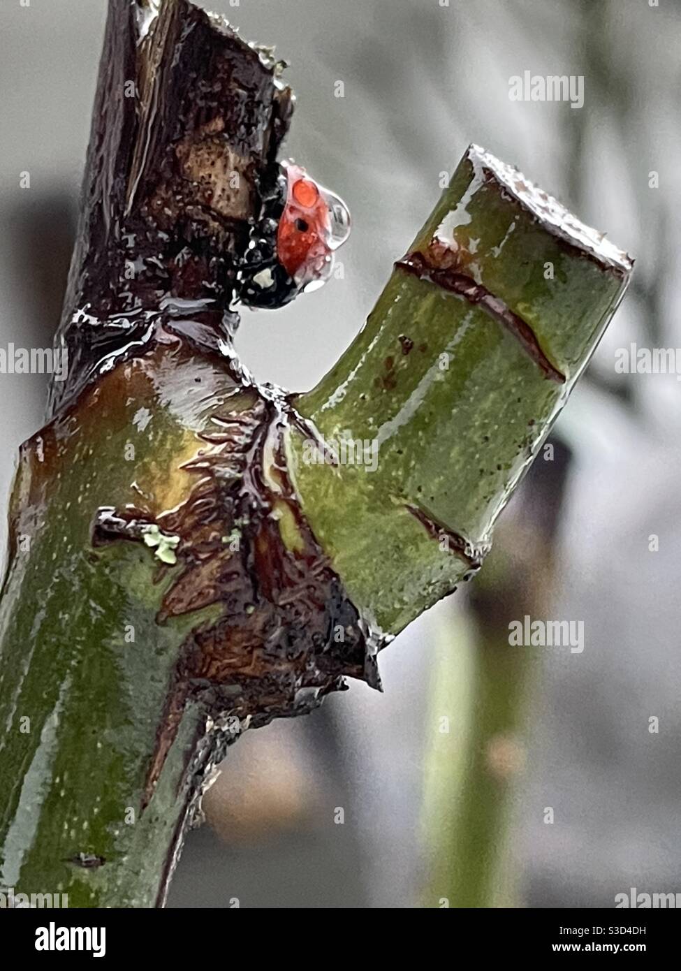 Red Insect During Rains The bug in the rain Stock Photo - Alamy