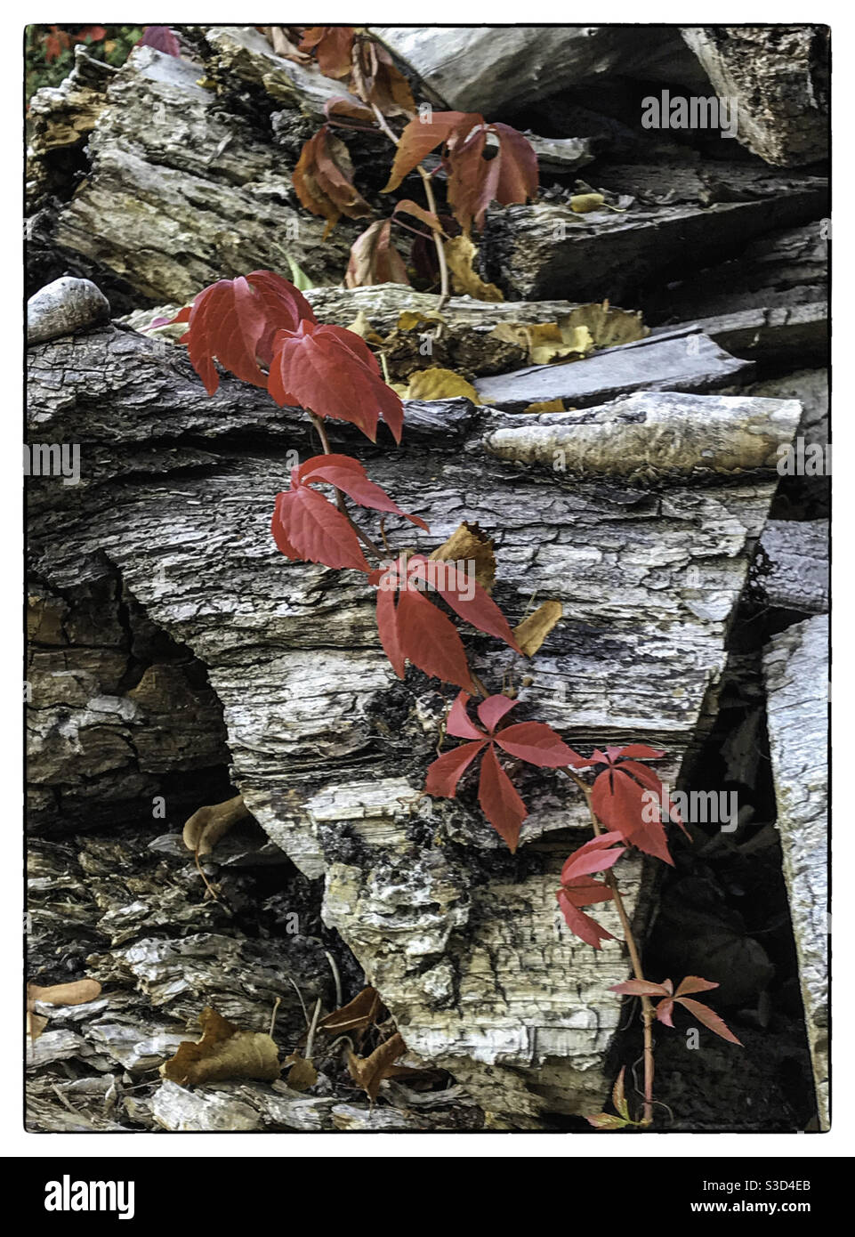 Autumn foliage. Red leaves of wisteria creeper plant on log pile - Smartphone Captured Stock Image