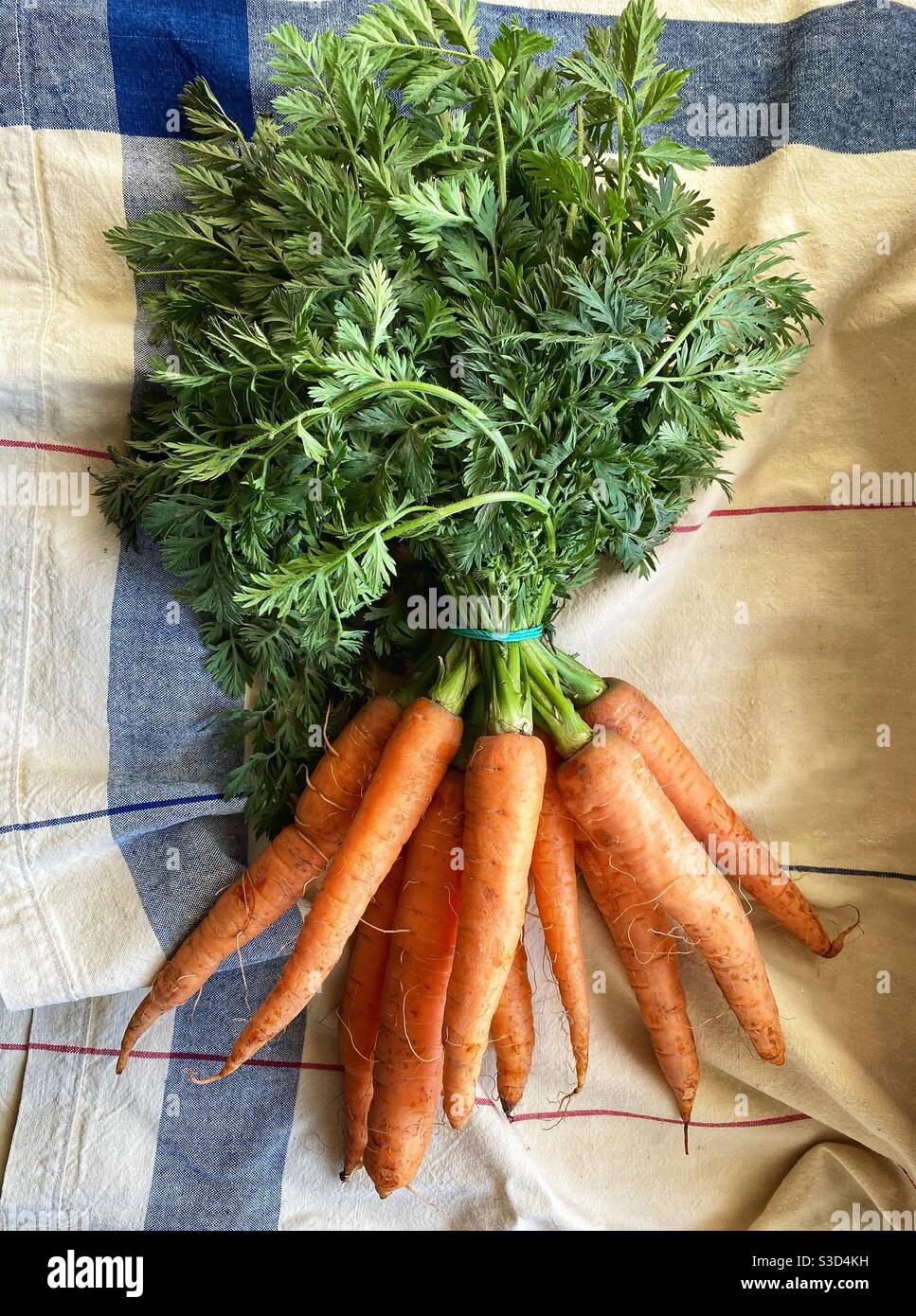 Bunch of organic carrot on a tablecloth Stock Photo