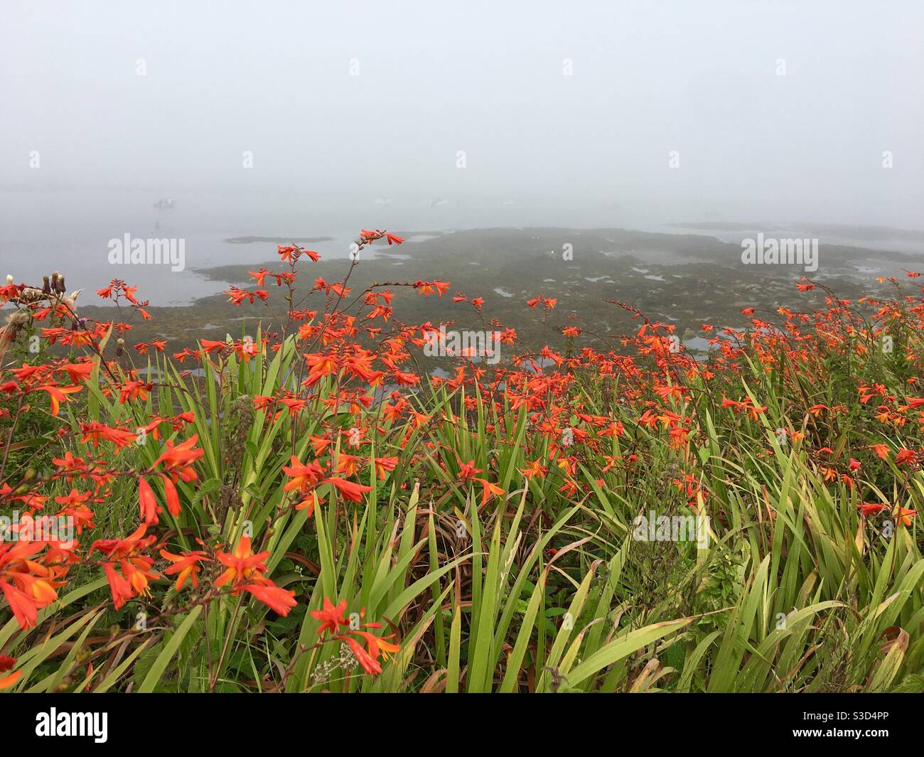 Orange flowers in foreground of misty seascape - Smartphone Captured Stock Image