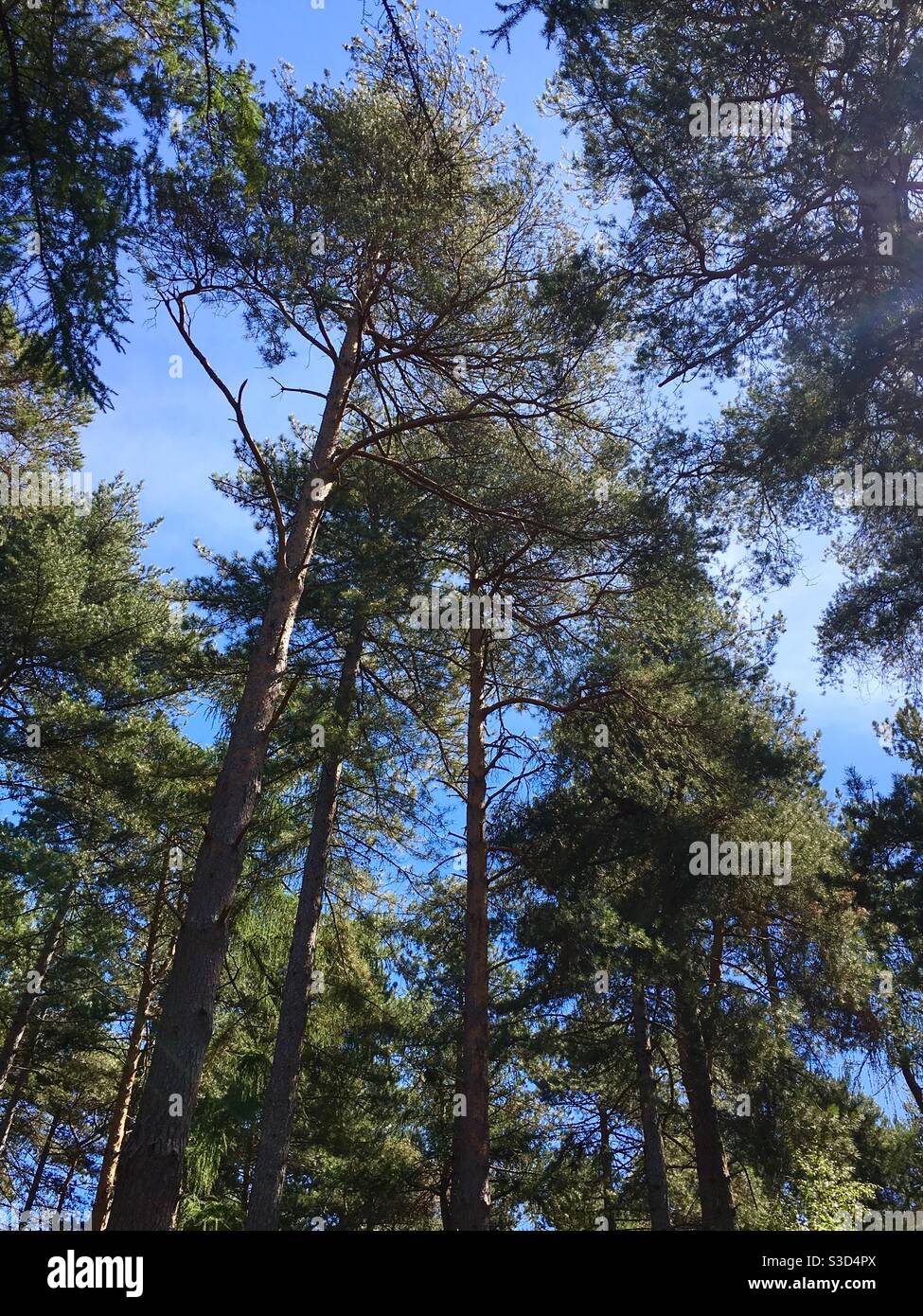 Looking up at the blue sky through tall pine trees in forest Stock ...