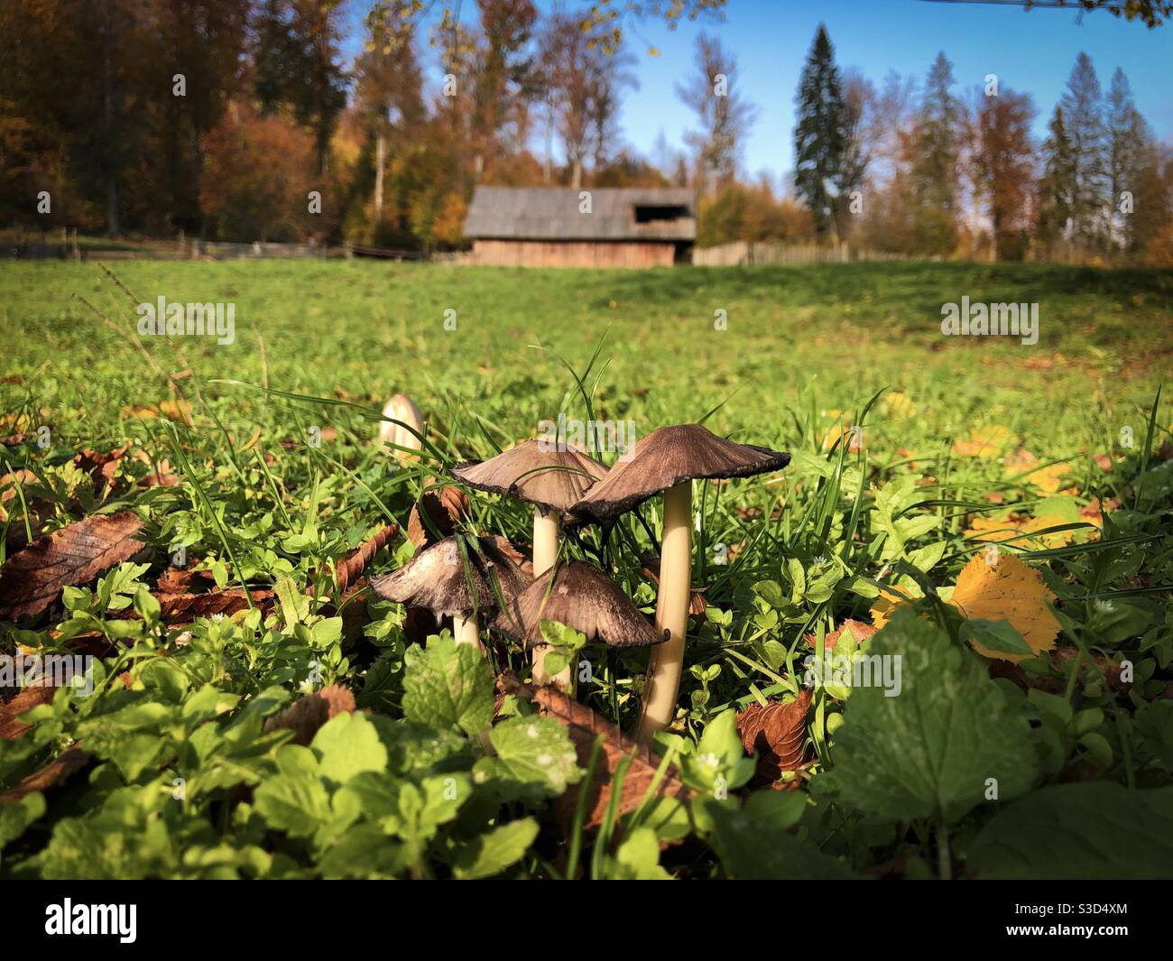 Tiny mushrooms growing after the rain Stock Photo Alamy