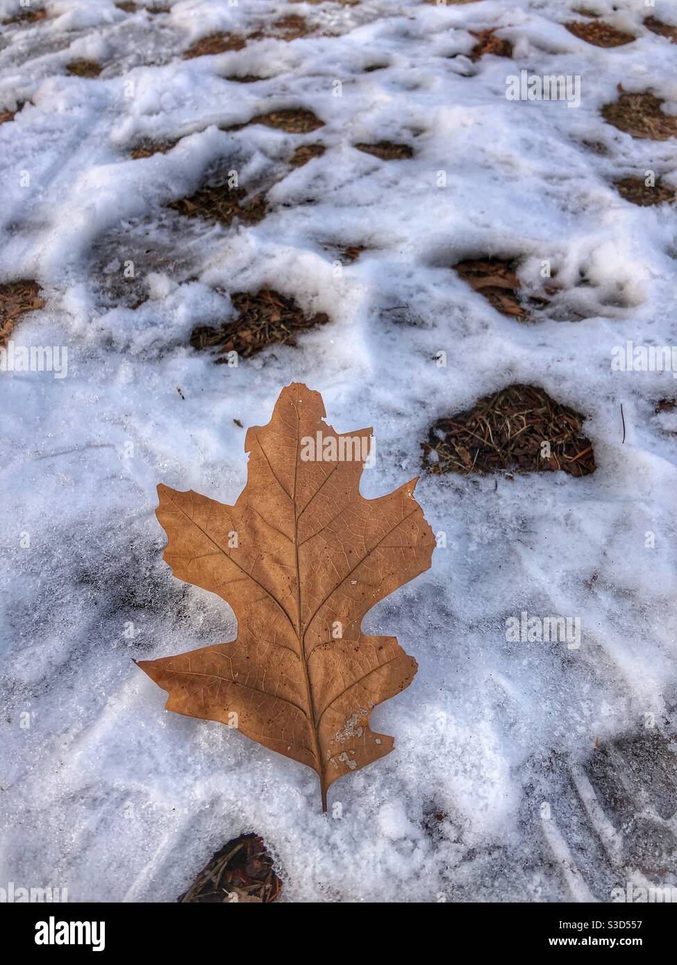 A solo oak leaf on the snow. - Smartphone Captured Stock Image