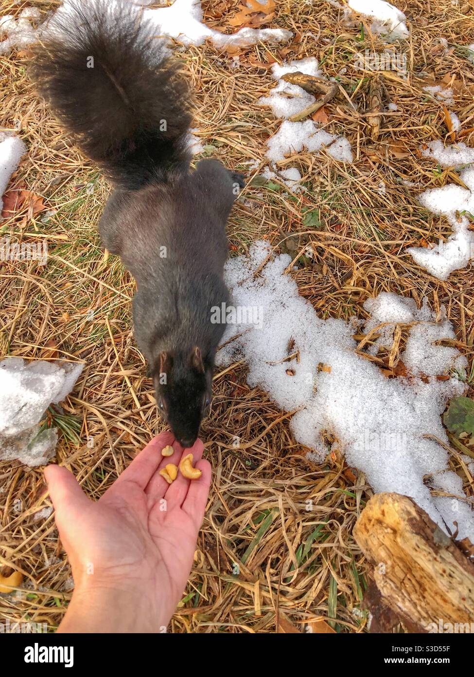 A woman feeding a black squirrel. - Smartphone Captured Stock Image