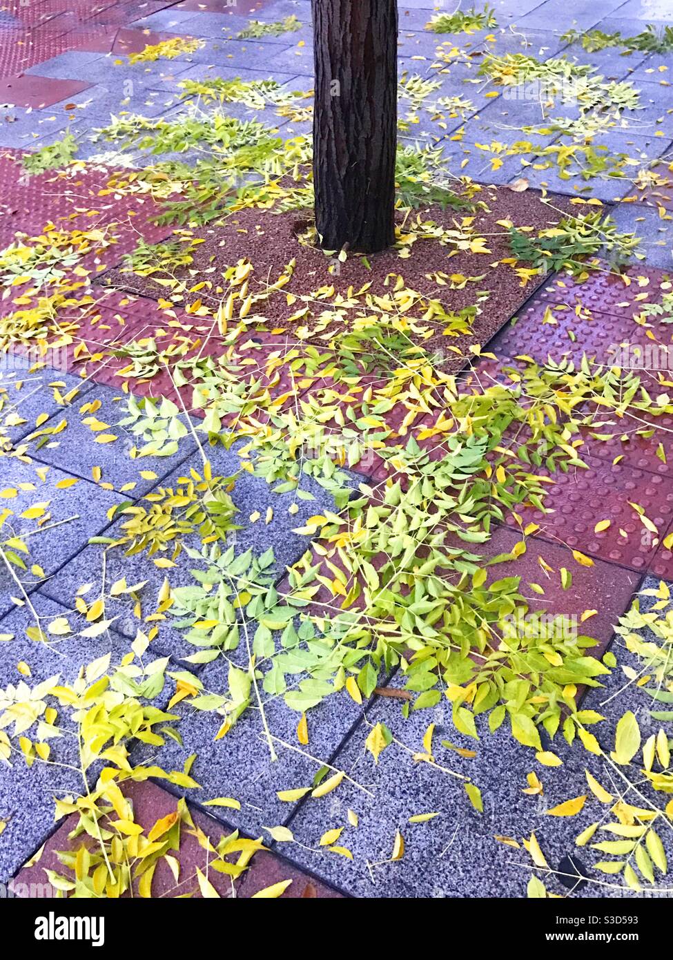 Fallen leaves. - Smartphone Captured Stock Image