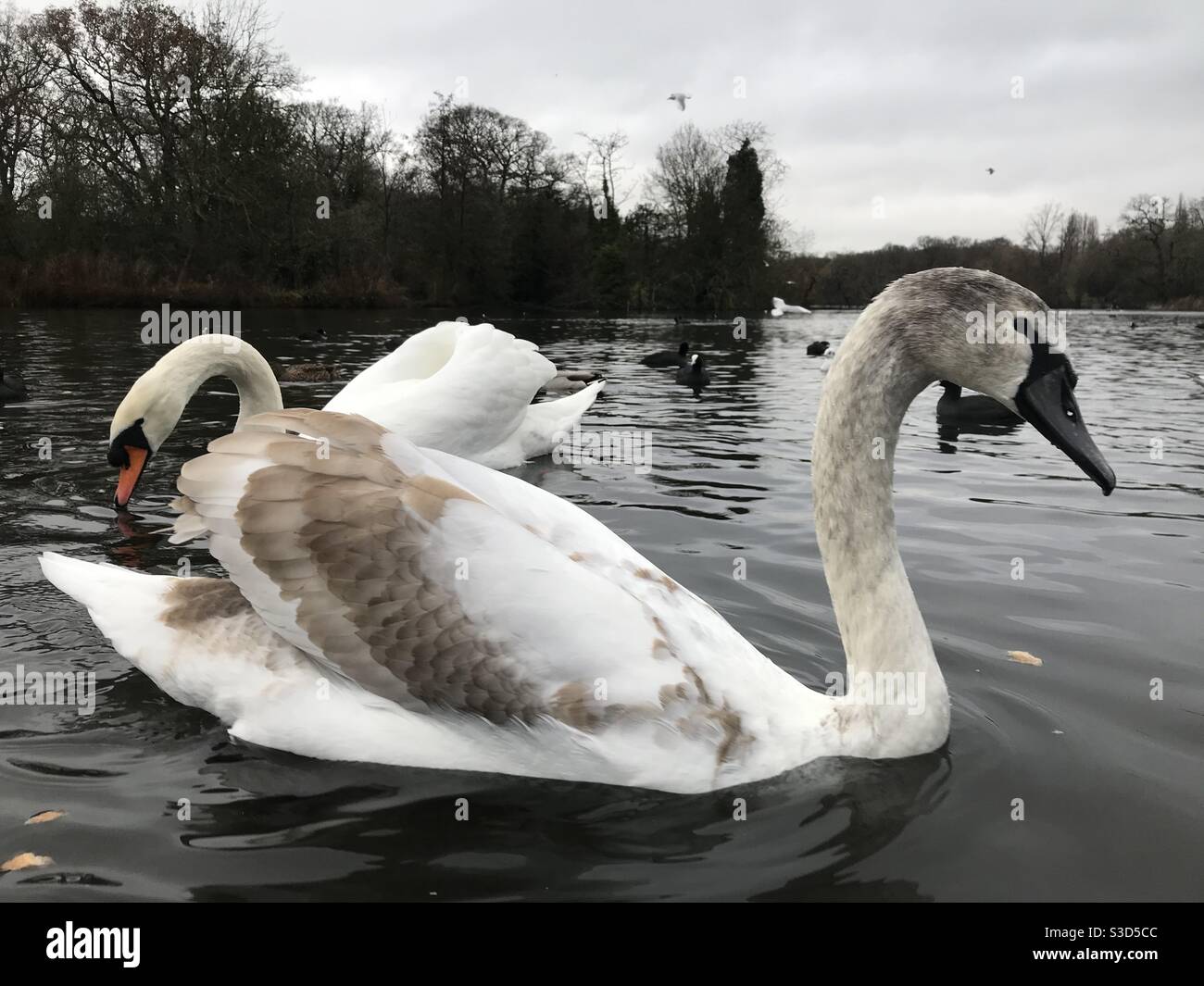 Two swans on a lake - Smartphone Captured Stock Image