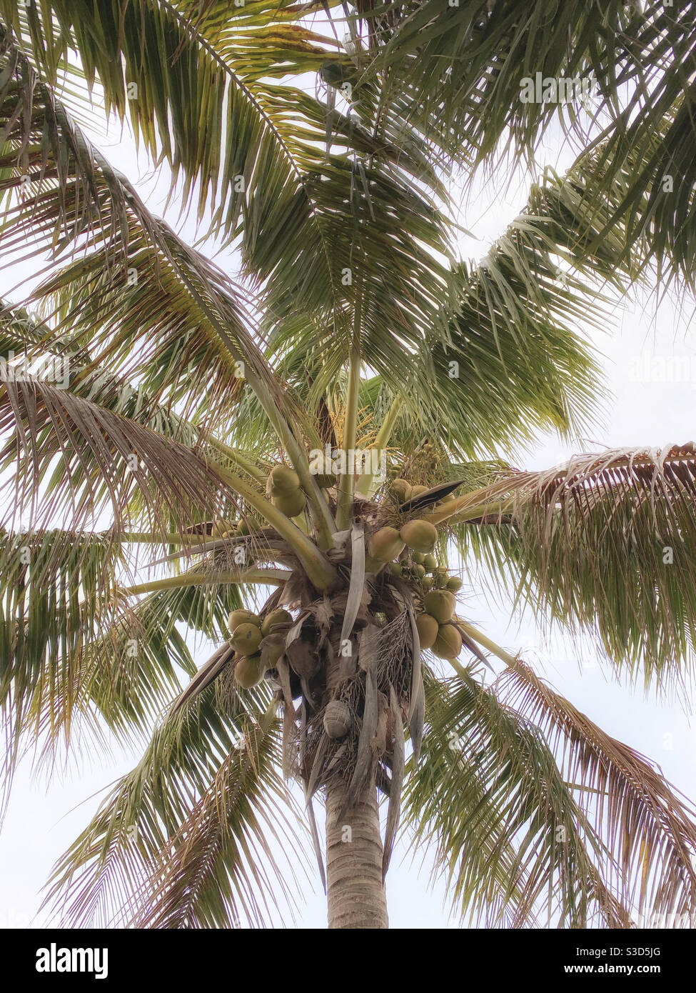Low angle of coconut tree - Smartphone Captured Stock Image