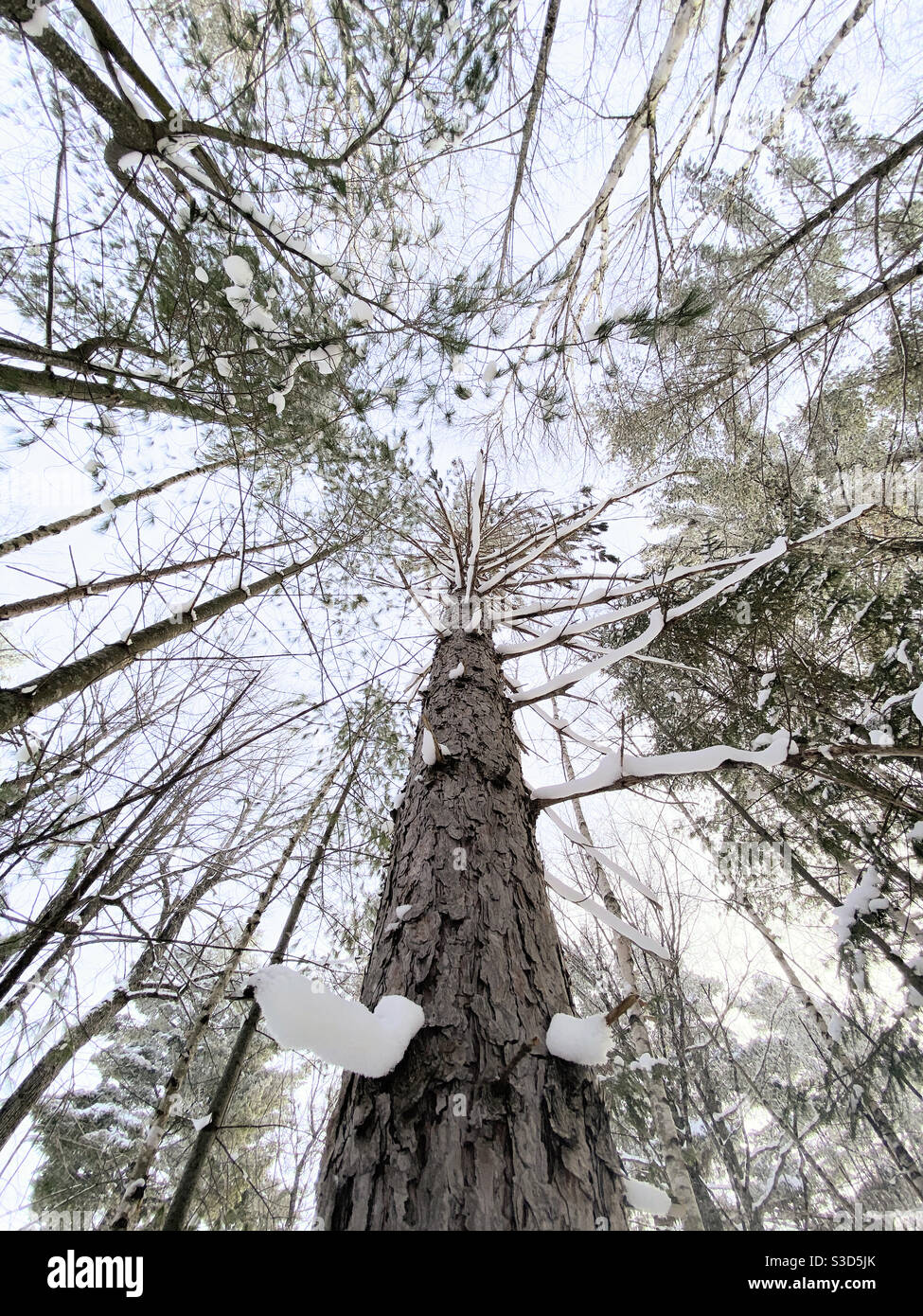 Pine trees snow low angle hi-res stock photography and images - Alamy