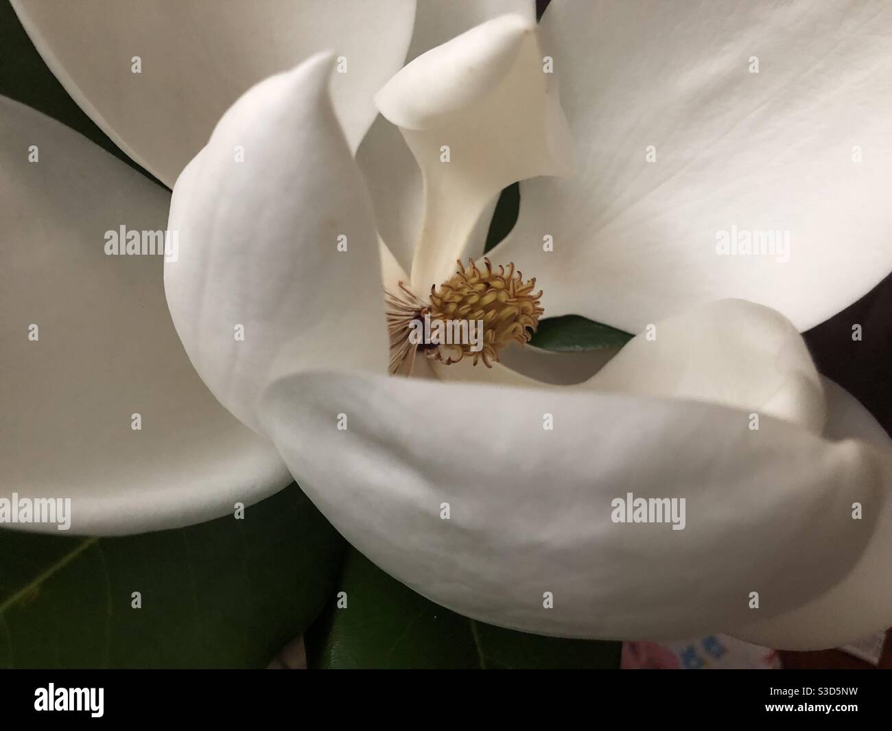 Billowy lines of a milk white magnolia in full bloom from late summer in Oregon. Stock Photo