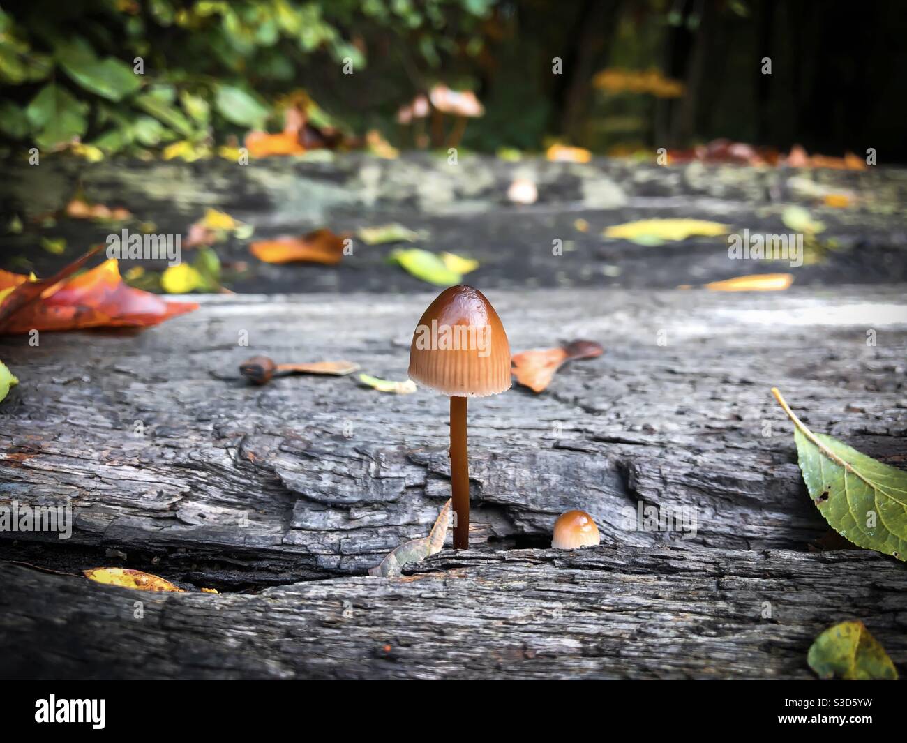 Tiny mushroom growing in the forest Stock Photo