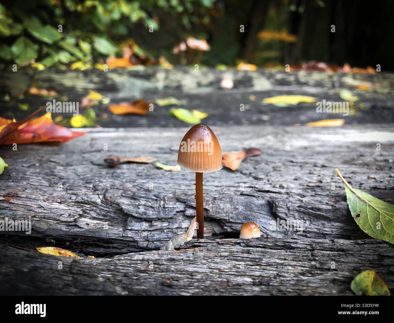Tiny mushroom growing in the forest - Smartphone Captured Stock Image