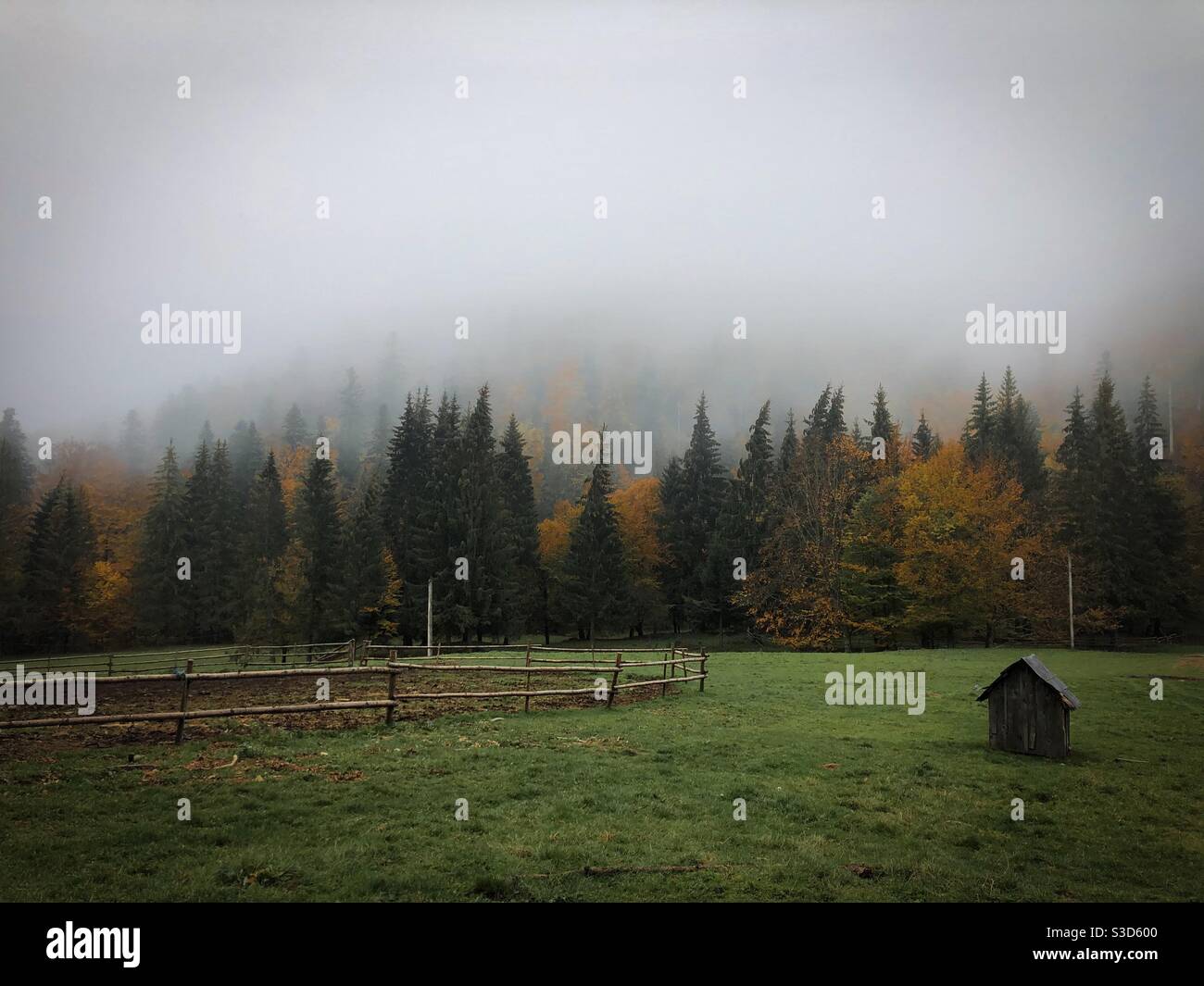 Forest in autumn surrounded by fog - Smartphone Captured Stock Image