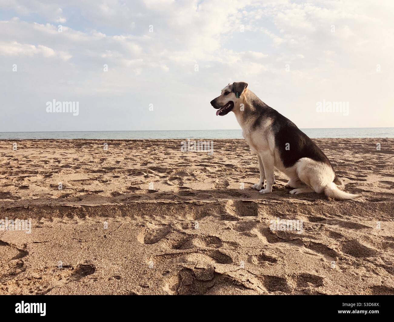 Street dog sitting on sandy beach Stock Photo