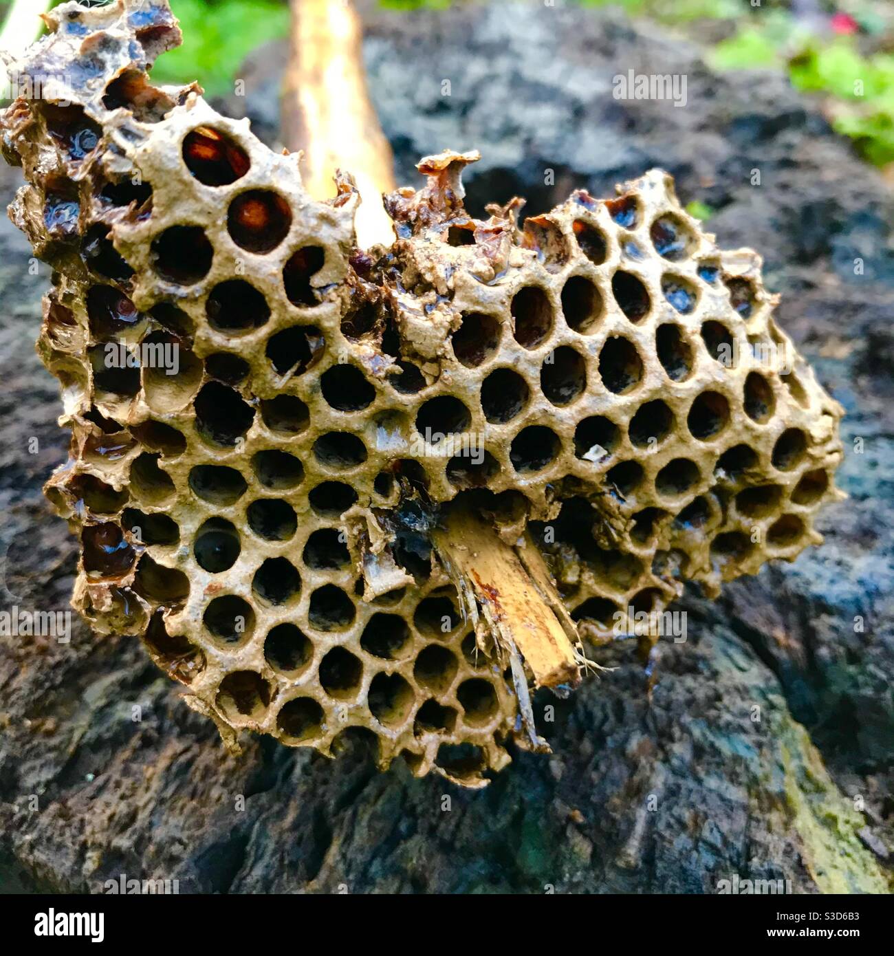 Honeycomb on a stick - Smartphone Captured Stock Image