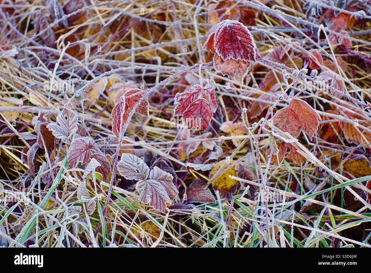 Frosts plants hi-res stock photography and images - Alamy