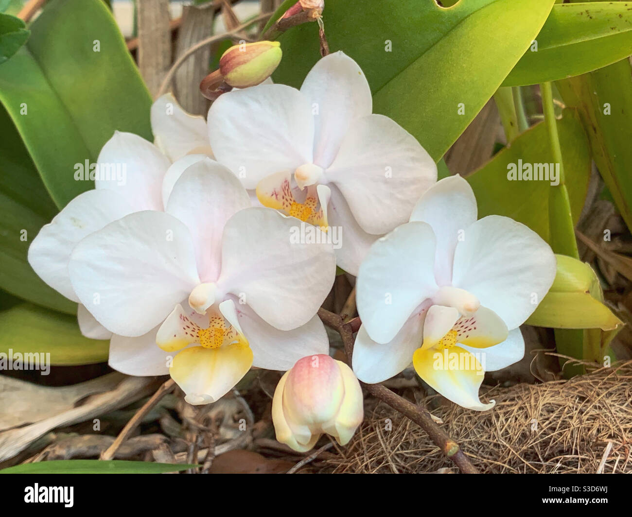 Flower Closeup on some beautiful white Moth Orchids flowers in the garden, Australia Stock Photo