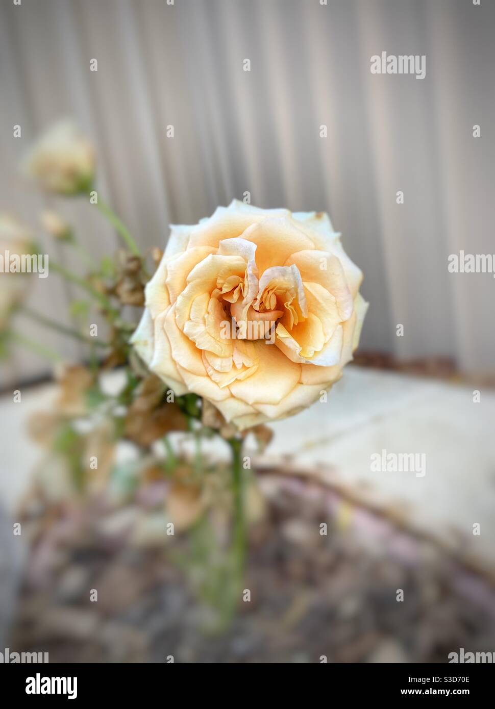 Rose with heart centre - Smartphone Captured Stock Image