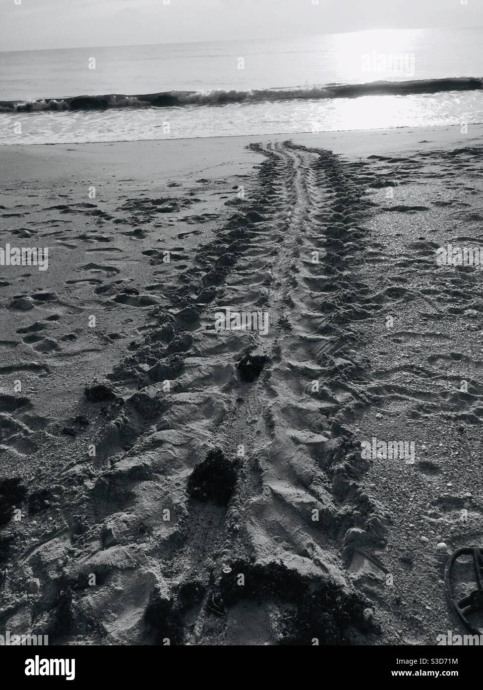 Sea turtle tracks from nesting black and white - Smartphone Captured Stock Image