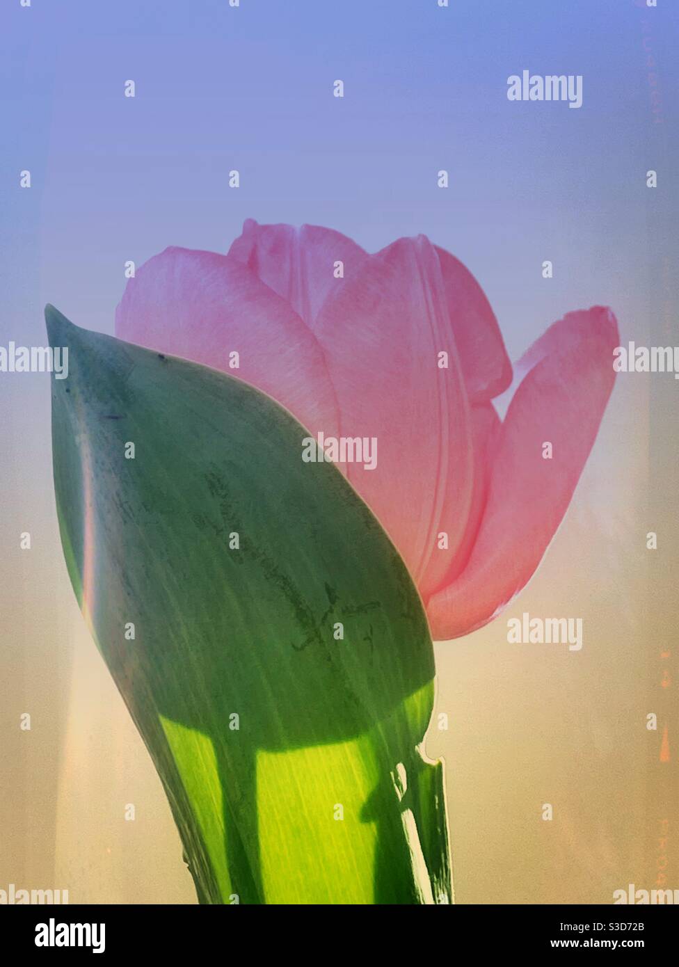 Pink tulip closeup Stock Photo