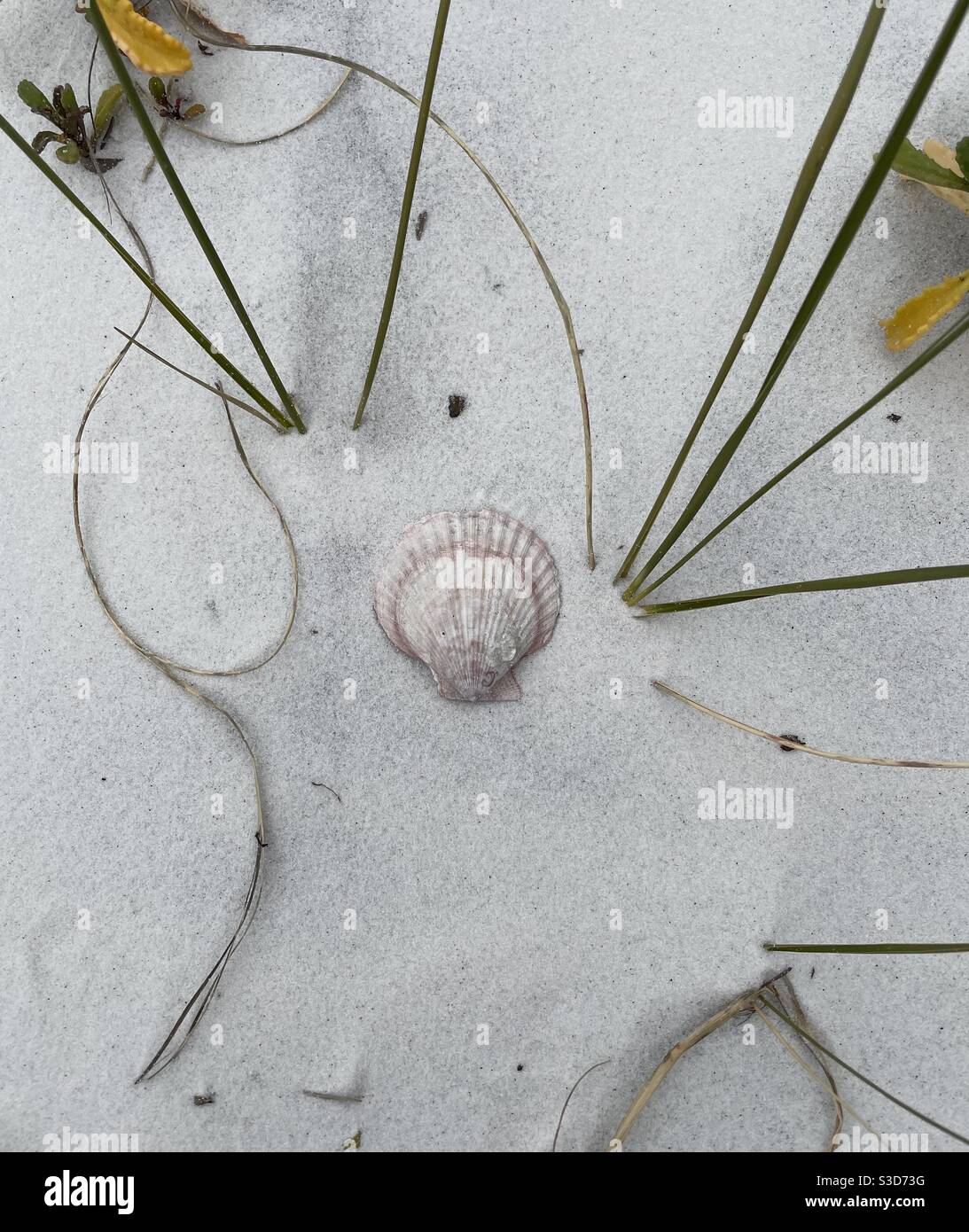 Seashell on white sand beach with dune plants - Smartphone Captured Stock Image