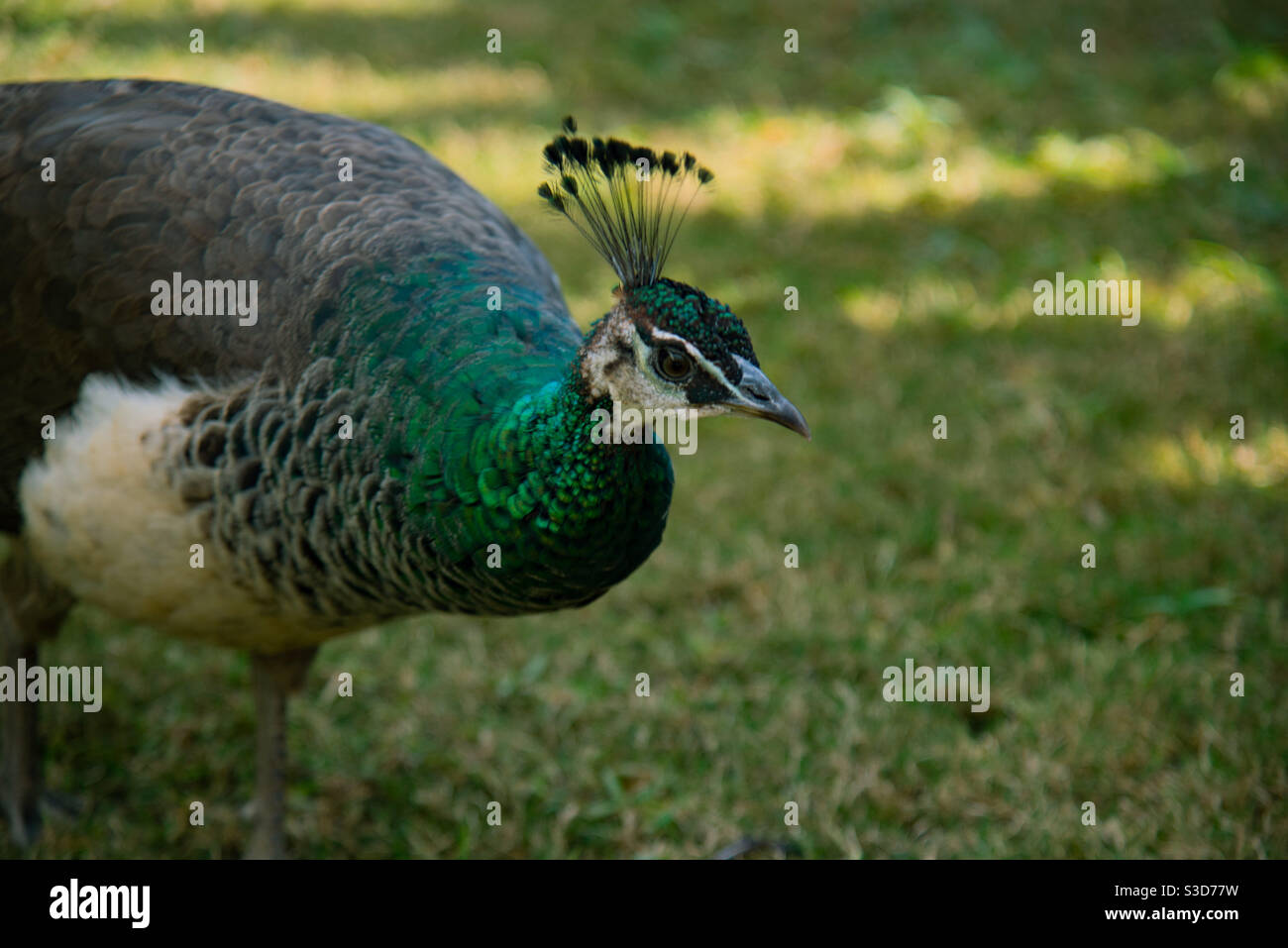 a green colored peacock walking in a garden - Smartphone Captured Stock Image