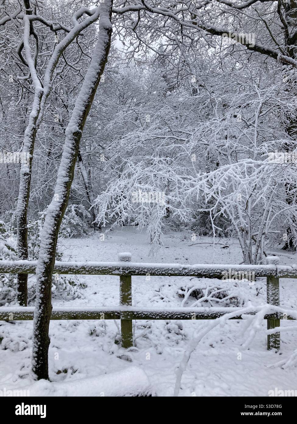 Snowy scene in Colchester, Essex, with snow covered trees and a fence - Smartphone Captured Stock Image
