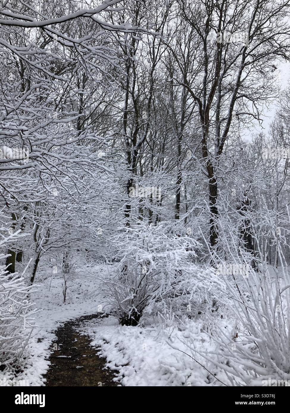 Path into a snowy woodland, Essex UK - Smartphone Captured Stock Image