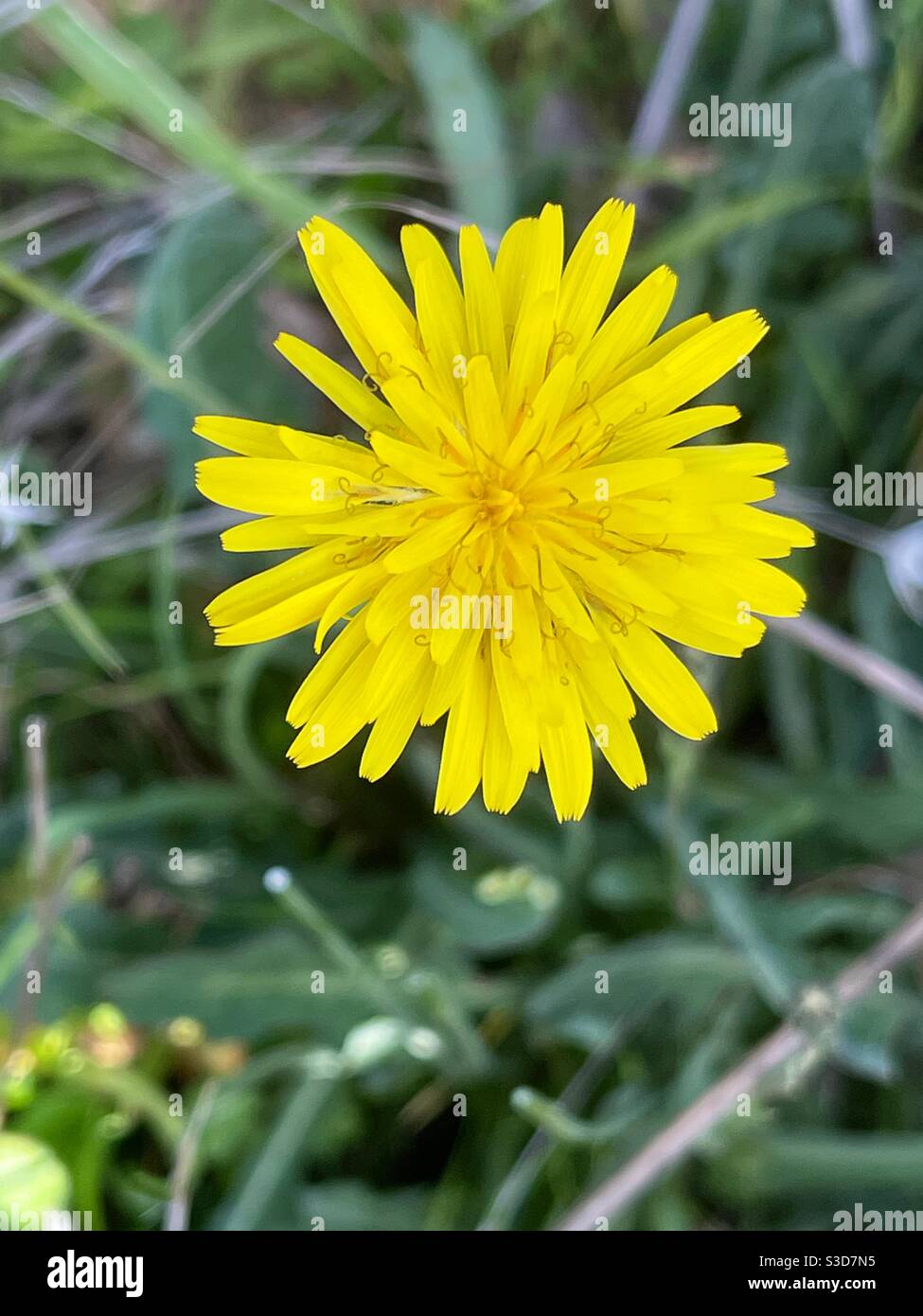 Cat’s ear, also Hypochaeris radicata, yellow flower closeup view Stock Photo