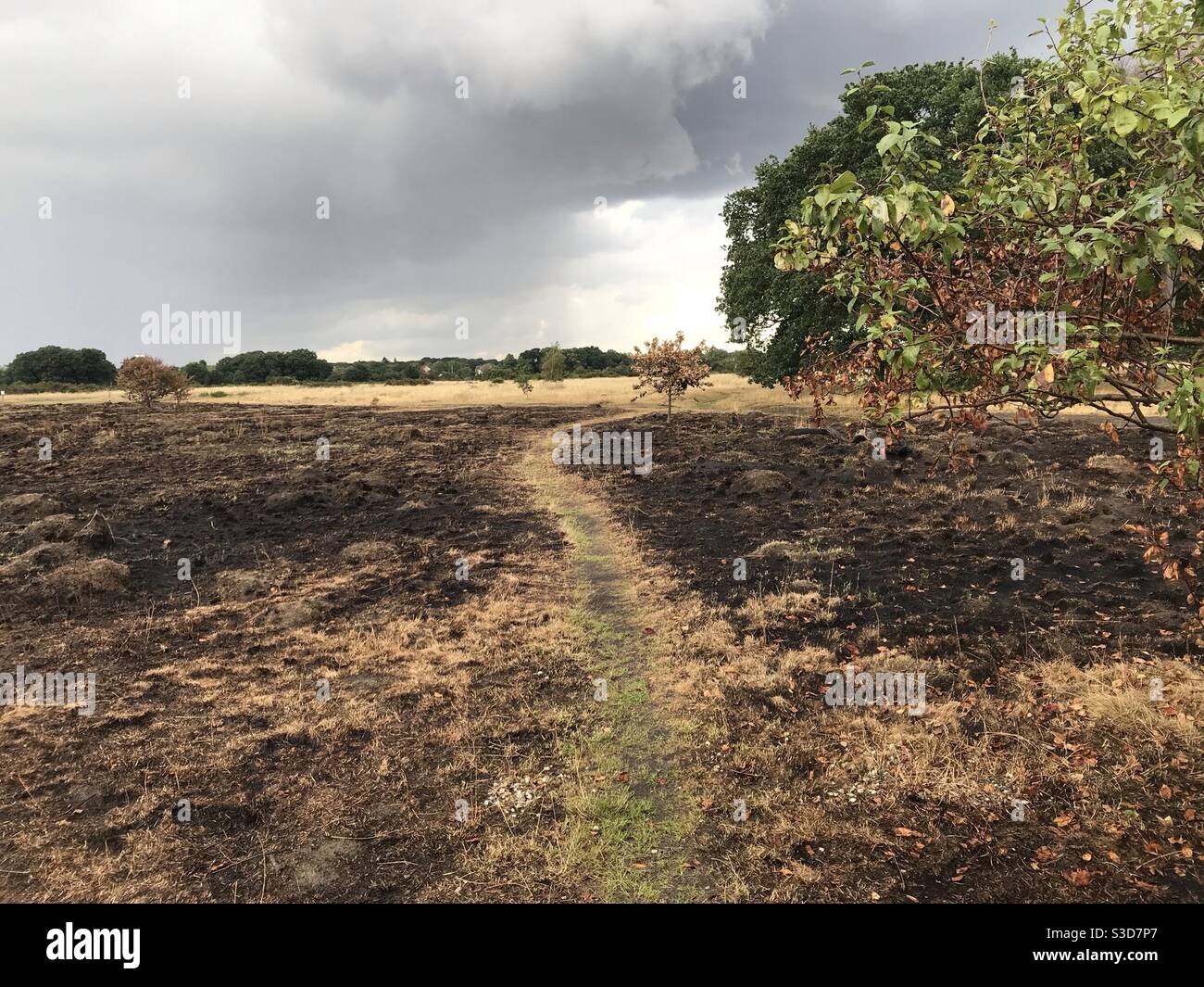 Scorched earth after fire - Smartphone Captured Stock Image