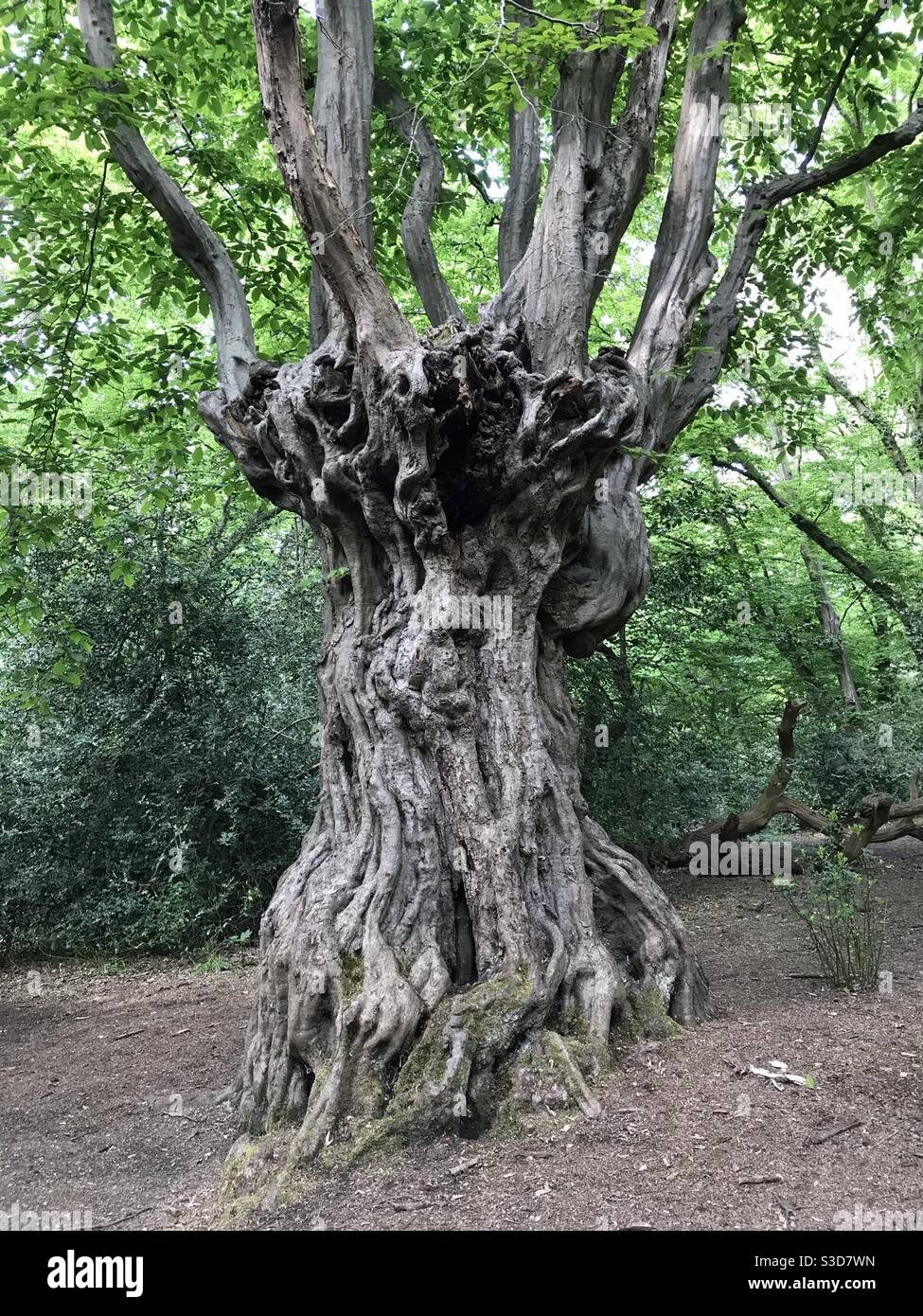 Spooky tree - Smartphone Captured Stock Image