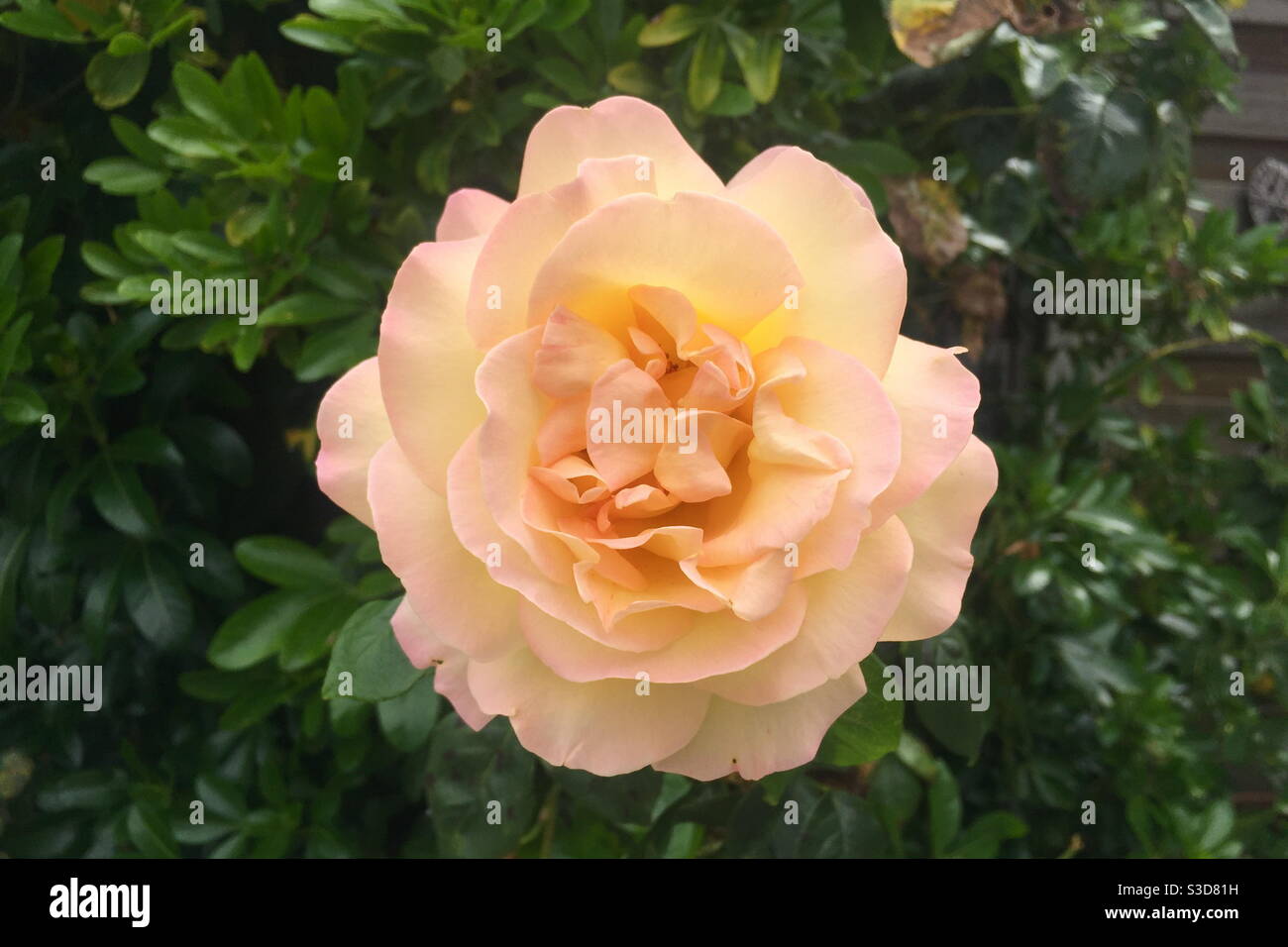 Pink rose Stock Photo