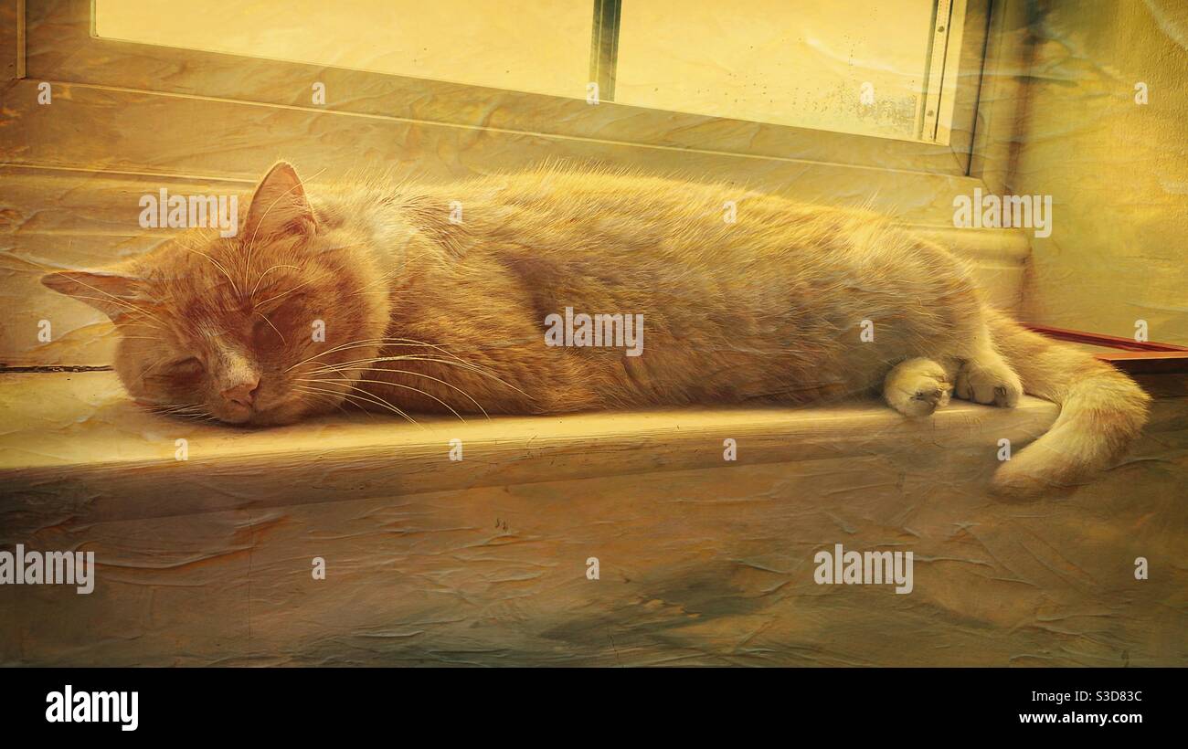 Ginger cat asleep on window sill - Smartphone Captured Stock Image