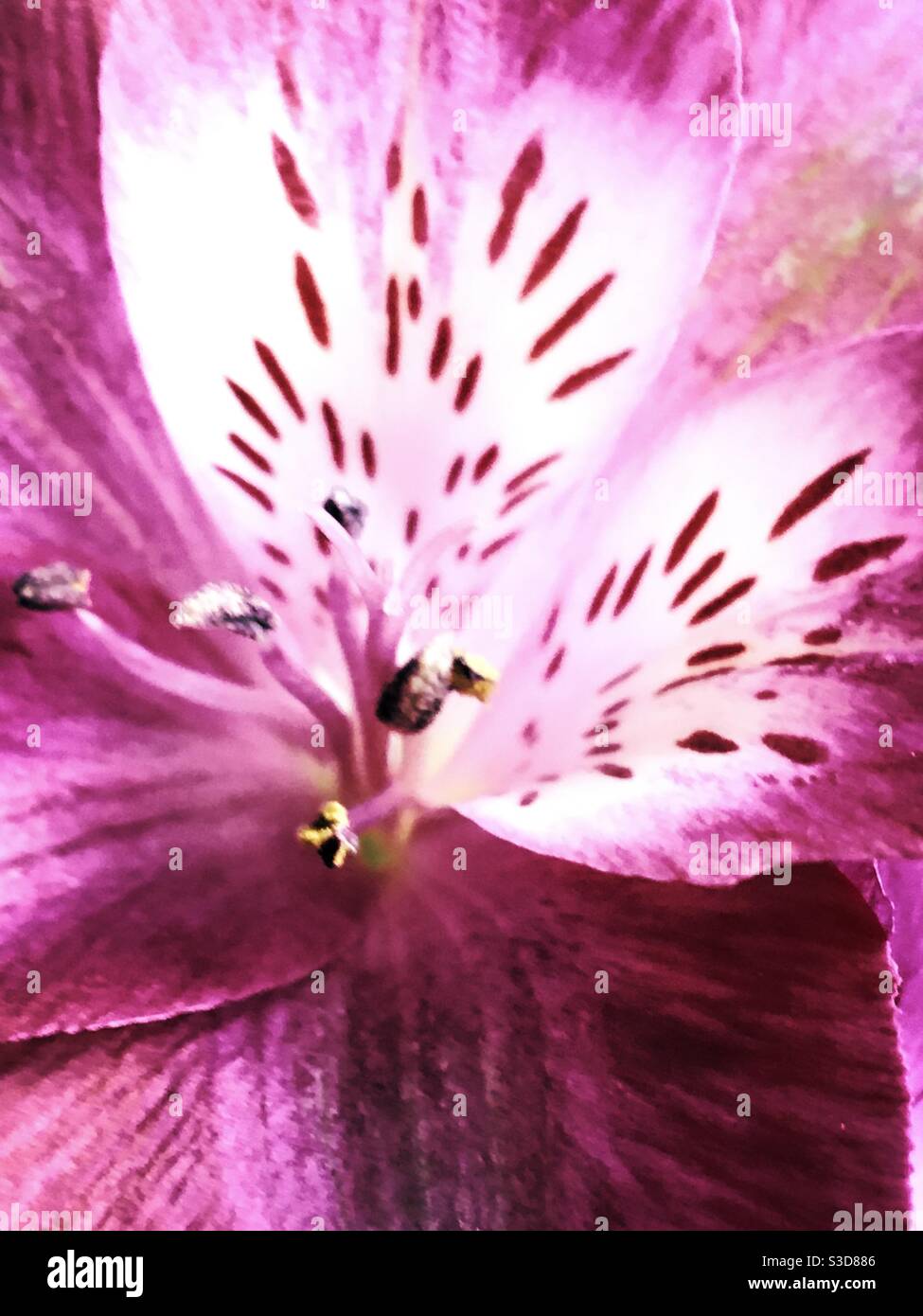 Inside of a pink alstroemeria bloom Stock Photo