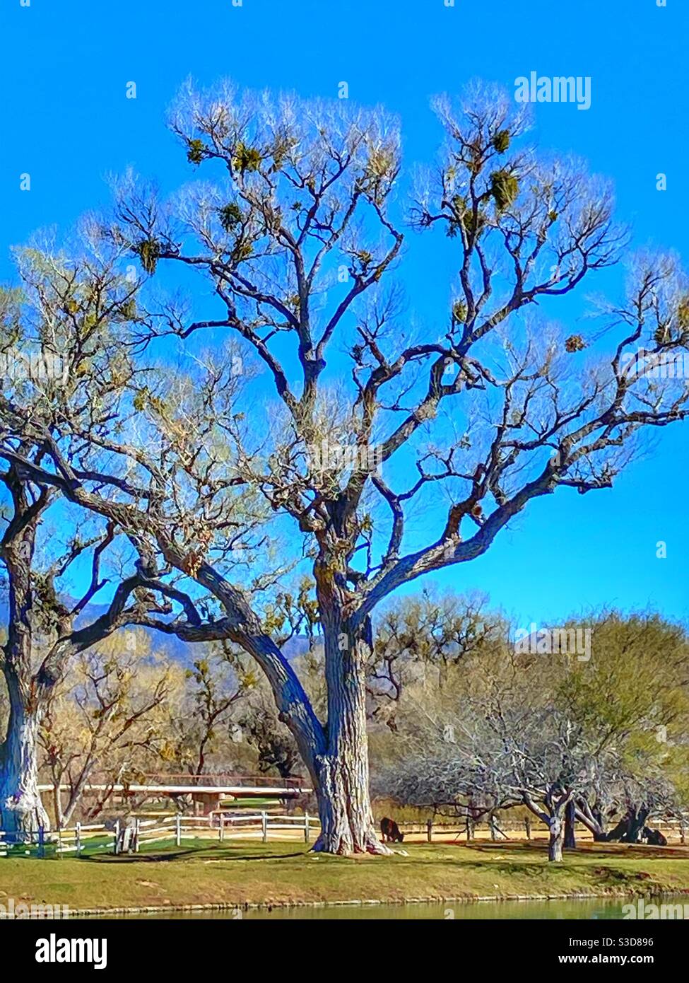 Cottonwood tree in Tubac Arizona Stock Photo Alamy