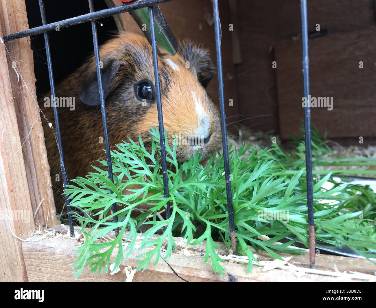 Guinea pig in hutch eating fresh greens Stock Photo Alamy