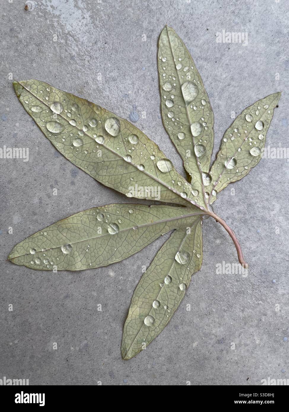 Hoja de Passiflora con gotas de agua. Passiflora leaves with water droplets. Stock Photo