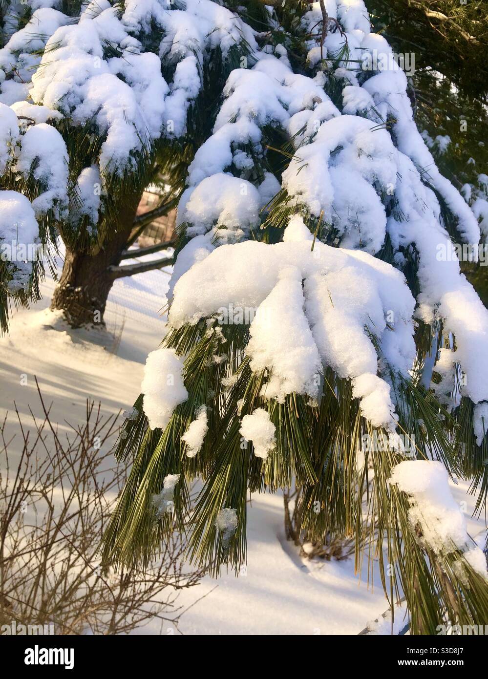 Snow covered pine branch Stock Photo - Alamy