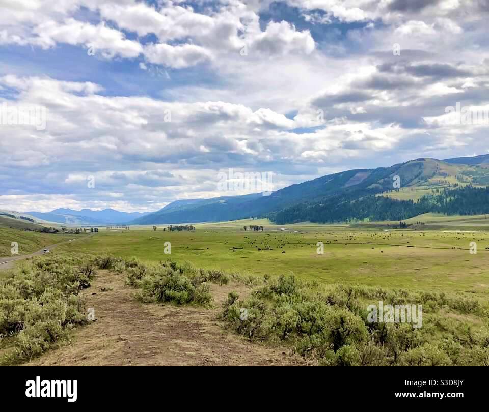 Lamar Valley, Yellowstone National Park, Wyoming, USA - Smartphone Captured Stock Image
